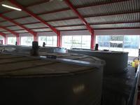 Maischbottiche in Glenfarclas