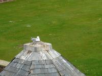 Taube auf dem Dach in Fort George