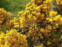 Stechginster wächst überall in Schottland - auch am Urquhart Castle