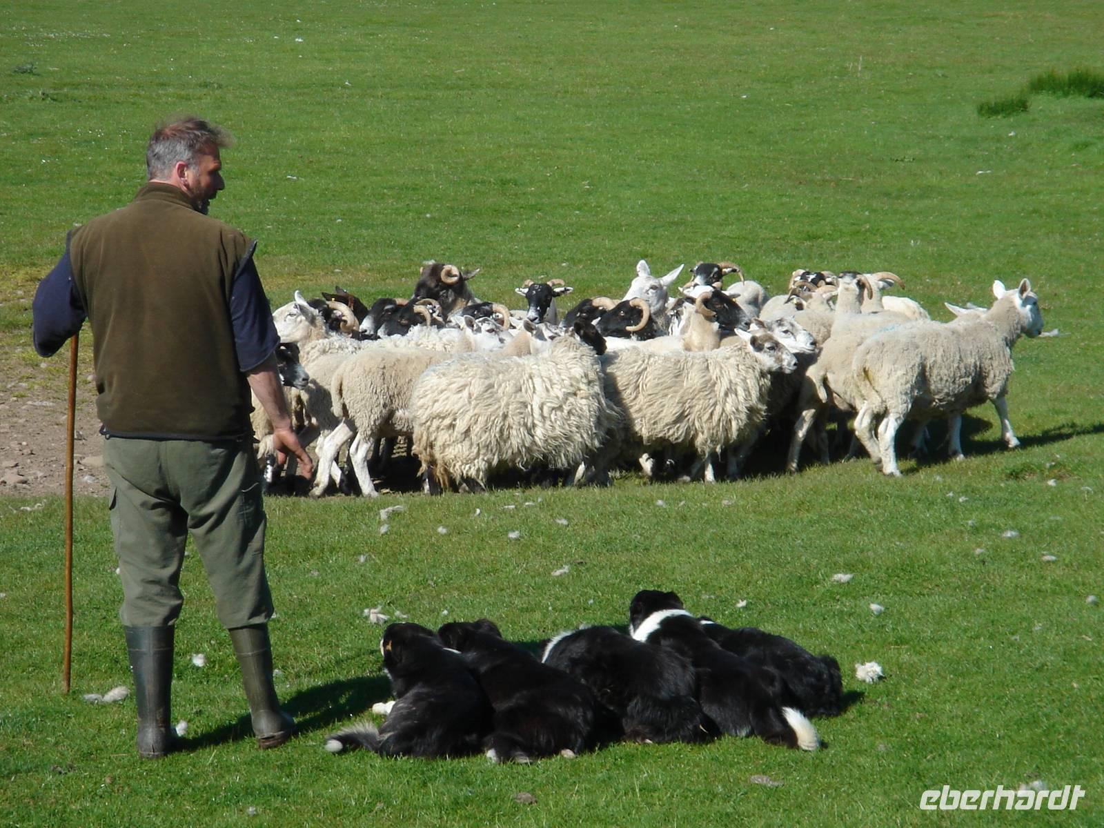 Besuch auf der Schaffarm von Neil Ross in Kincraig