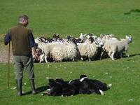 Besuch auf der Schaffarm von Neil Ross in Kincraig