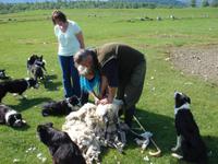 Wir dürfen bei Neil Ross in Kincraig selbst ein Schaf scheren