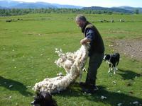 Das Schaf zog bei Neil Ross in Kincraig seinen Mantel aus... und wir halfen mit.