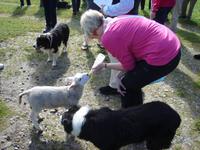 Jetzt noch bei Neil Ross in Kincraigdie Lämmer säugen