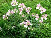 Blumen am Anlegesteg am Loch Ness