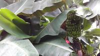 Botanischer Garten Glasgow 20180812 182317