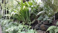 Botanischer Garten Glasgow 20180812 182656