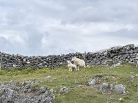 Cheviot Schafe