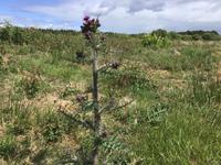 Culloden 