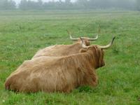 Culloden Galloway Paar