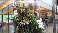 Edinburgh Botanischer Garten