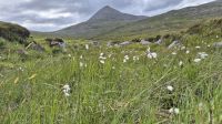 Harris: Clisham