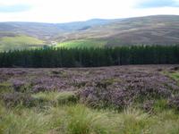 Heide, Wald, Berge - Schottland