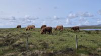 Highland Kühe
