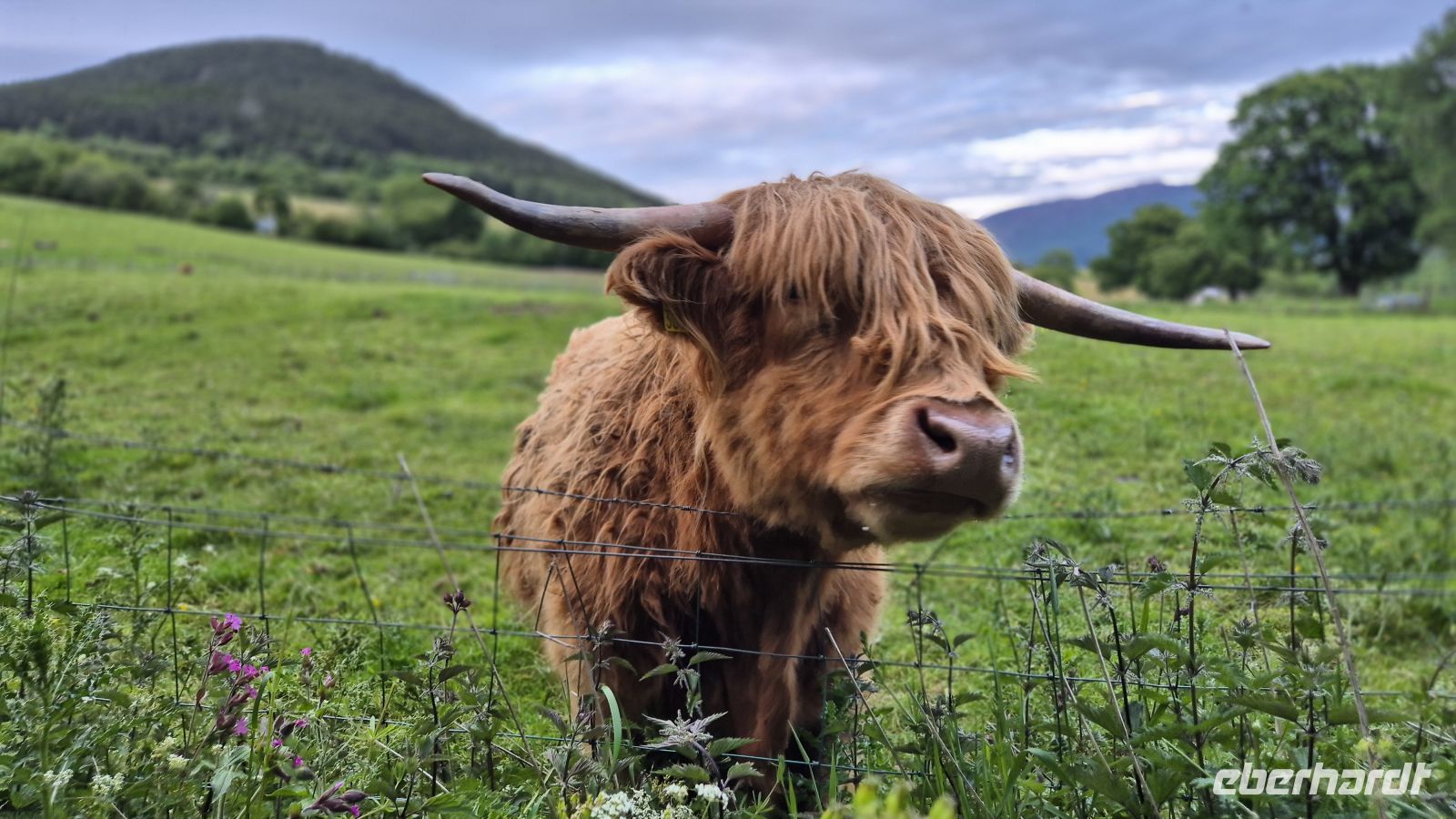Highland Kuh