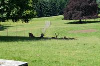 Hirschgehege Blair Atholl Castle