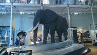 Im Schottischen Nationalmuseum