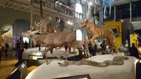 Im Schottischen Nationalmuseum