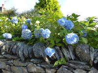 Luss