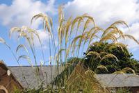 Luss