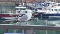 Möwe in Mallaig