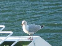 Möwe