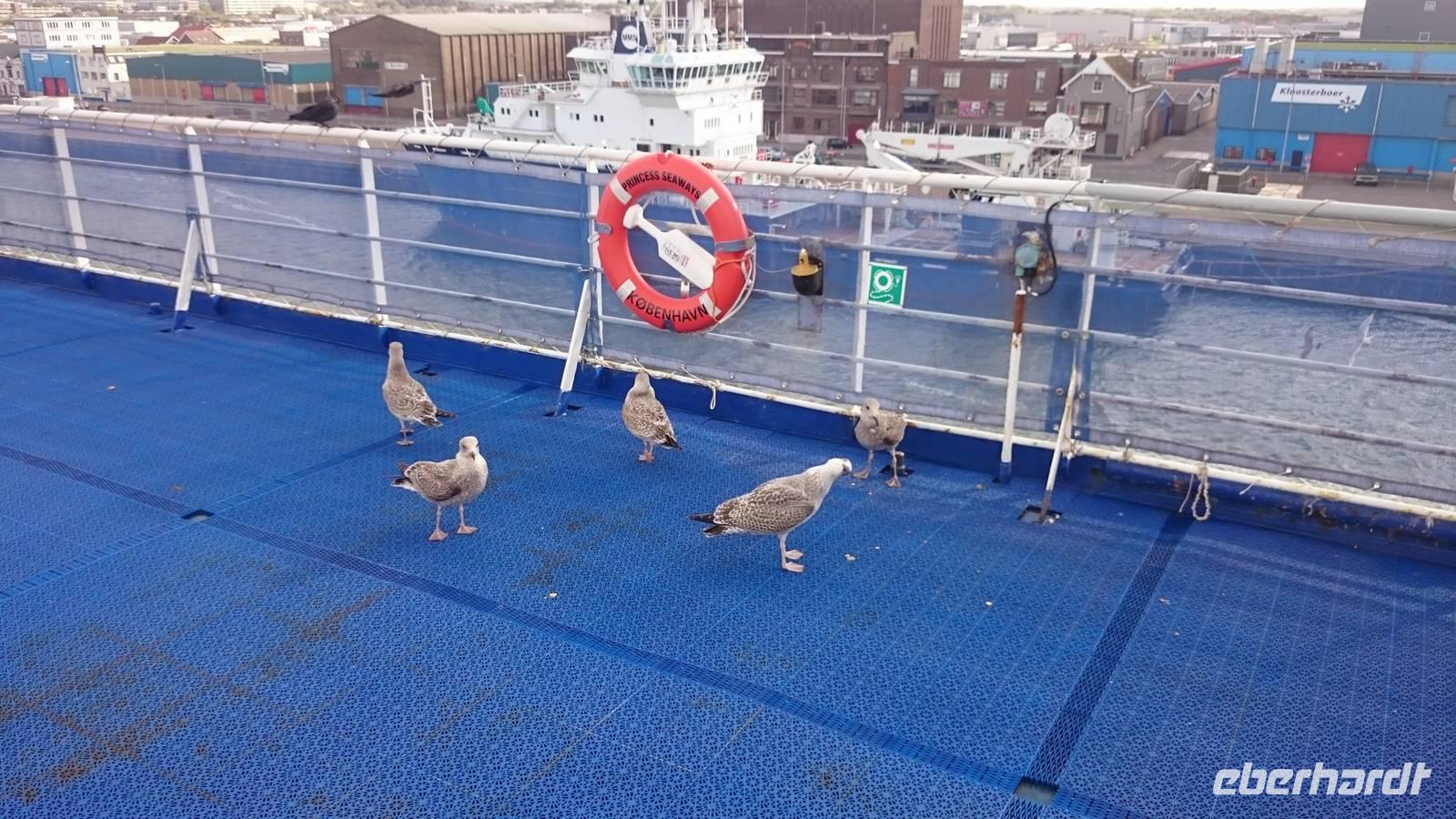 Möwen auf der Fähre von Ijmuiden nach newcastle