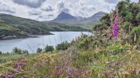 NC 500: Kylesku