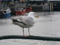 Oban