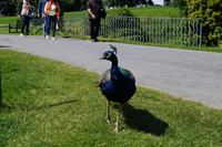 Pfau 