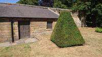 Pyramidenhecke in Alnwick