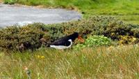 Rundreise Schottland - Eberhardt-Travel - -0810A