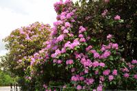 Rundreise Schottland-26