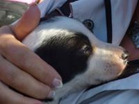 Schäferhundbaby