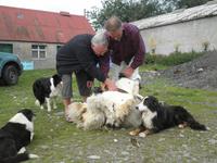 Schaffarm Kincraig