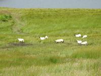 Schottland