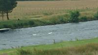 Schwanenfamilie auf dem Caledonischen Canal