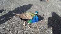 Scone Palace- Pfau