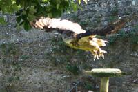 Uhu im Tagflug