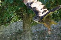 Uhu im Tagflug
