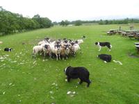 Working sheepdogs