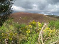 in den Grampian Mountains
