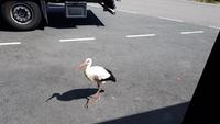 seltener Besuch an der Raststätte