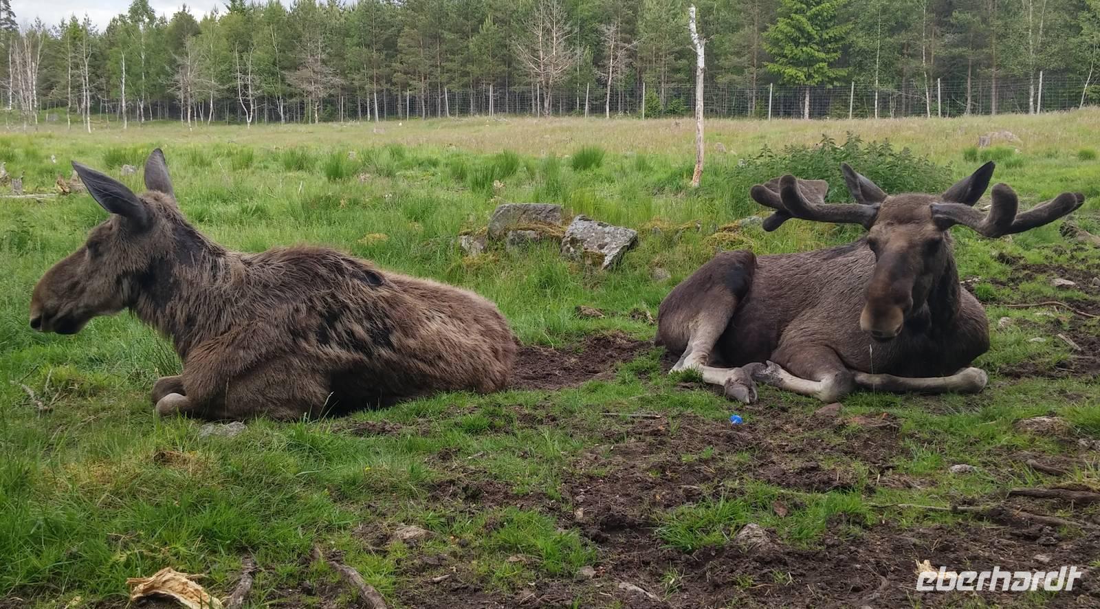 Elchpark Grönasens