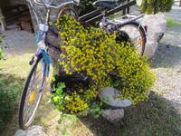 Am Gronäsens Elchpark