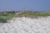 Bornholm - Strand von Dueodde