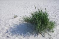 Bornholm - Strand von Dueodde