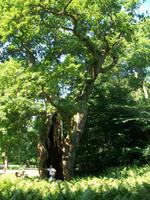 Bosjökloster, Tausendjährige Eiche