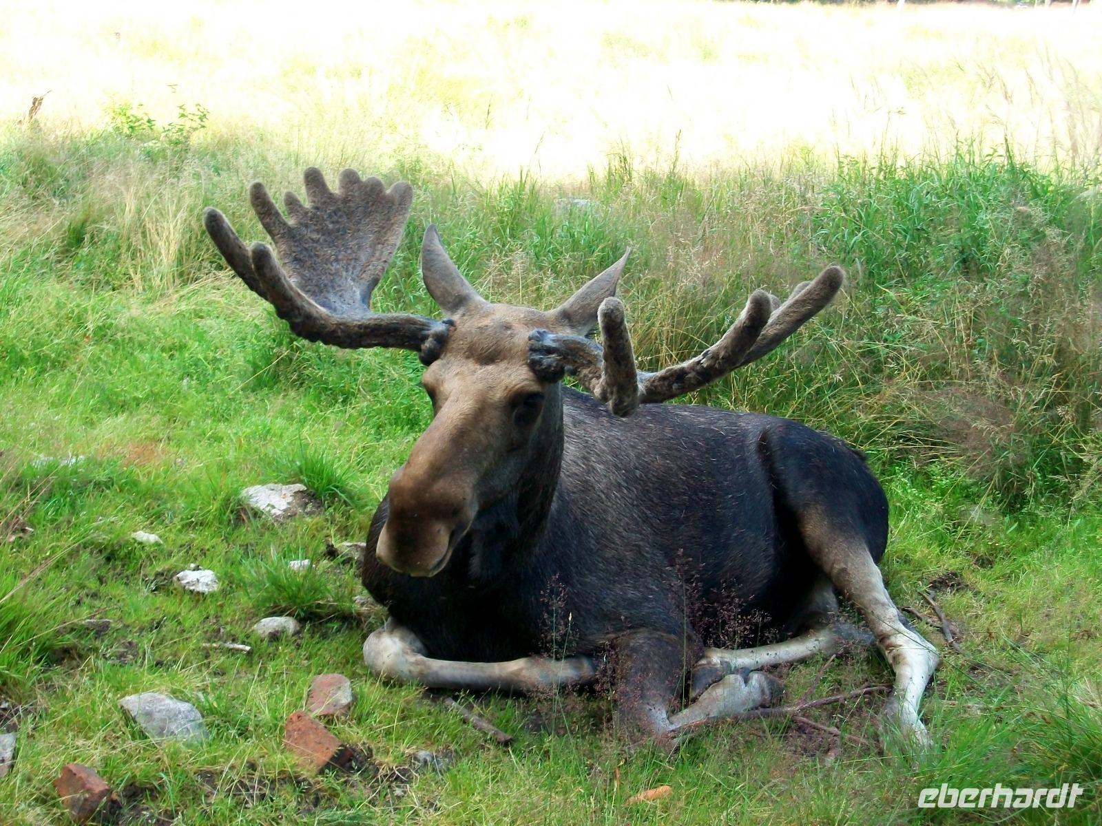 Im Elchpark