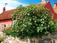 Rönne, Feigenbaum (!)